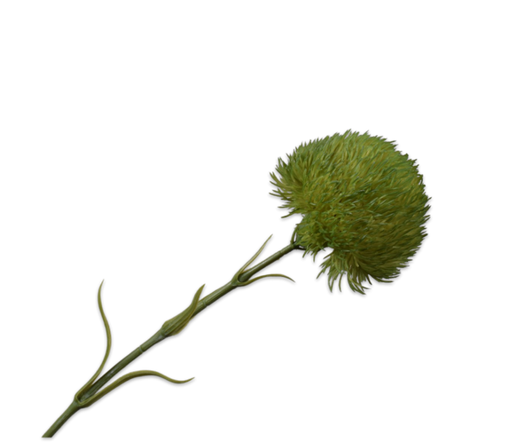 Dianthus | Œillet 58cm Green