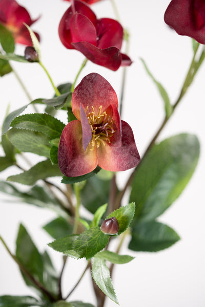 Helleborus 84cm RealTouch Burgundy