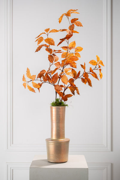 Beech | Hêtre 100cm Brown