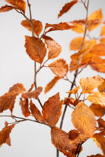 Beech | Hêtre 100cm Brown