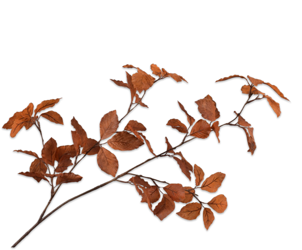 Beech | Hêtre 100cm Brown