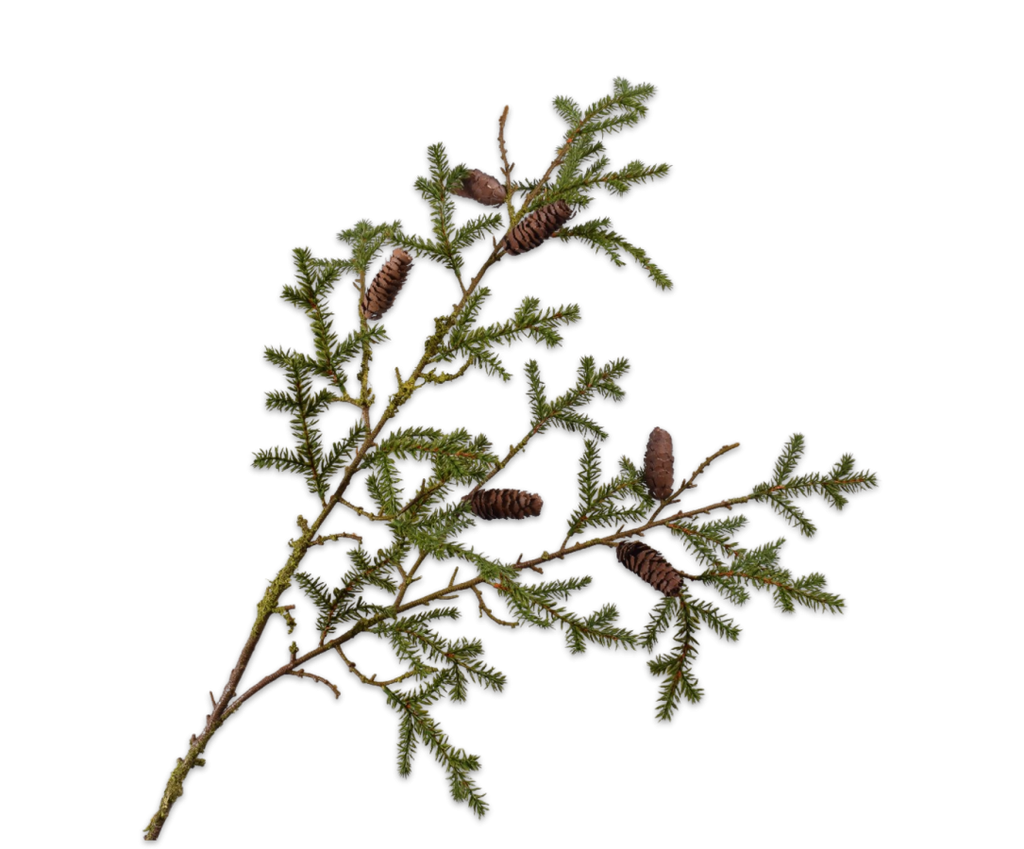 Pine | Pin 108cm Green