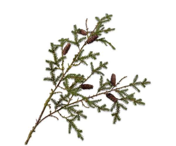 Pine | Pin 108cm Green