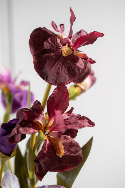 Iris 77cm Burgundy