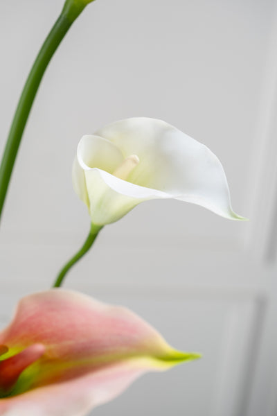 Calla Lily | Arum 65cm RealTouch White