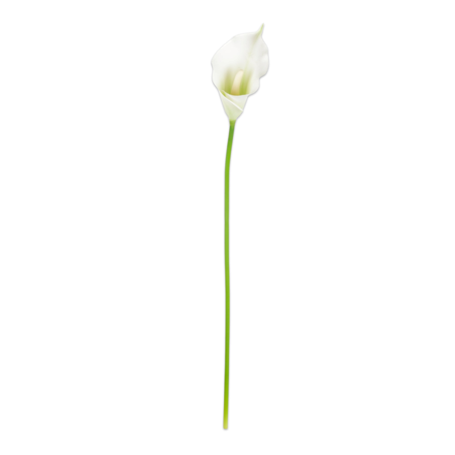 Calla Lily | Arum 65cm RealTouch White