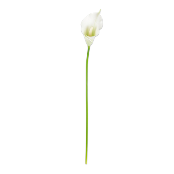 Calla Lily | Arum 65cm RealTouch White