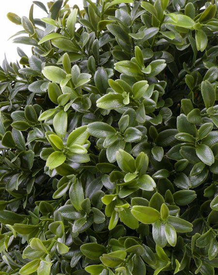 Buxus | Buis 31cm Ø20cm UVsafe