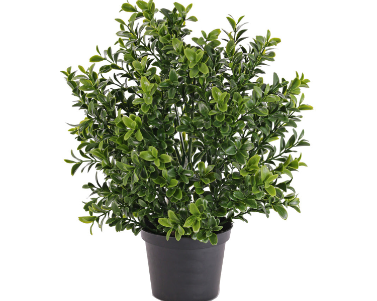 Buxus | Buis 31cm Ø20cm UVsafe