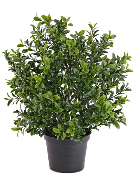 Buxus | Buis 31cm Ø20cm UVsafe