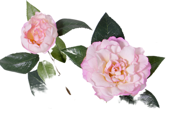 Camellia | Camélia 86cm RealTouch Pink
