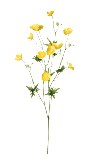 Buttercup | Bouton d'or 70cm Yellow