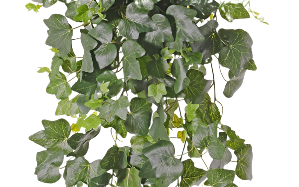 Ivy | Lierre 75cm UVsafe
