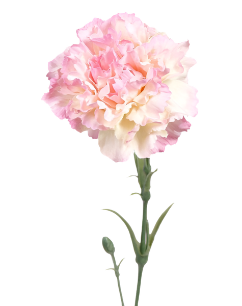 Dianthus | Œillet 60cm Pink