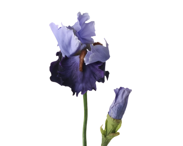 Iris 72cm Blue Purple