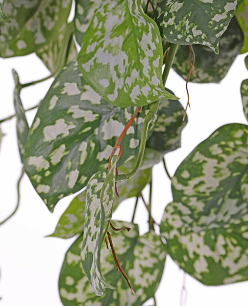 Scindapsus 72cm Green Grey UVsafe