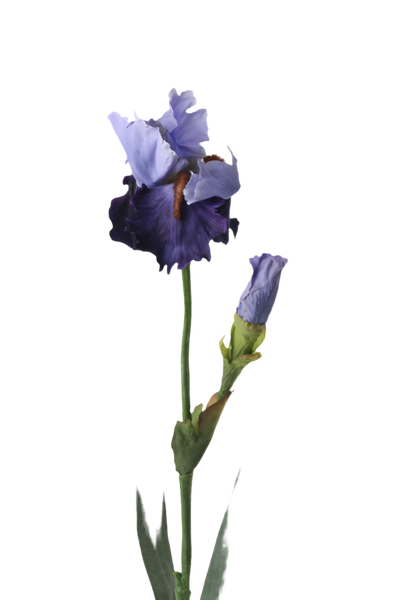 Iris 72cm Blue Purple