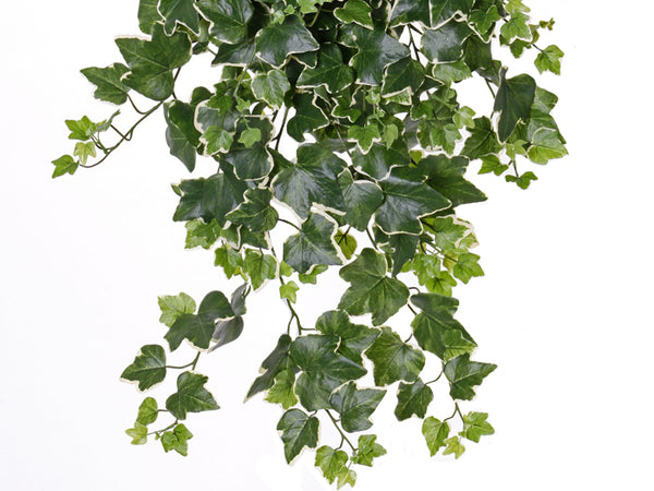 Ivy | Lierre 65cm Green White UVsafe