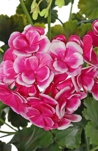 Geranium 39cm Fuchsia UVsafe