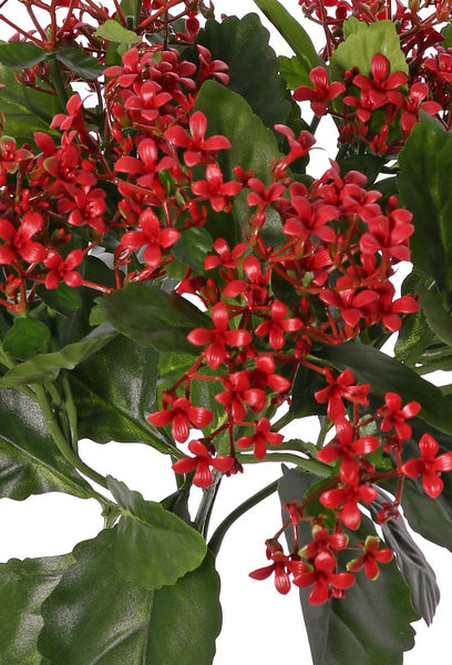 Kalanchoe 34cm Red UVsafe