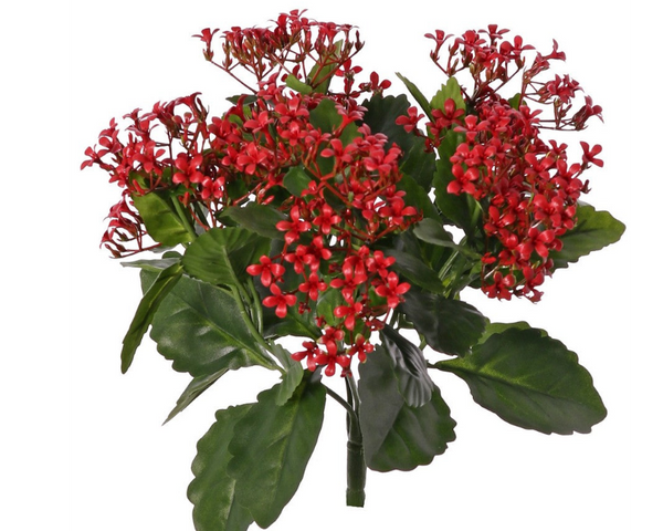 Kalanchoe 34cm Red UVsafe