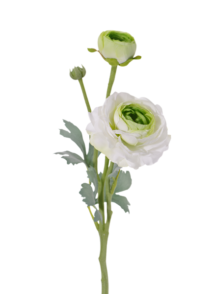 Ranunculus | Renoncule 40cm White