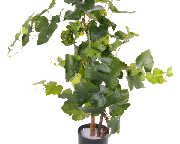 Grapevine | Vigne 90cm UVsafe