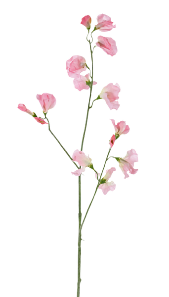 Lathyrus | Pois de senteur 64cm light Pink