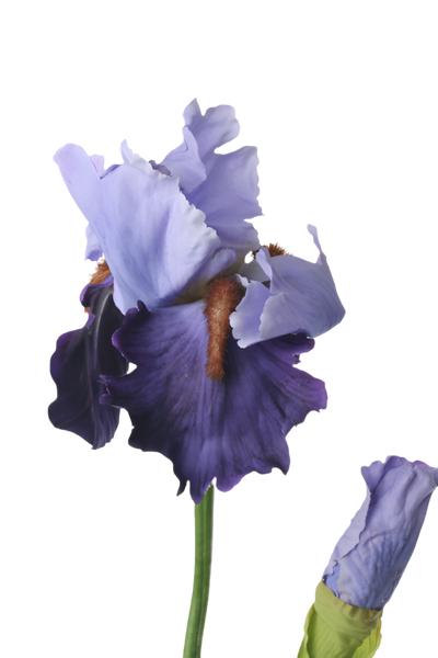 Iris 72cm Blue Purple