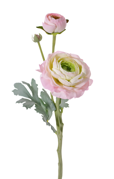 Ranunculus | Renoncule 40cm Pink