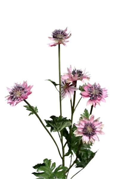 Astrantia | Astrance 66cm Pink