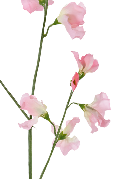 Lathyrus | Pois de senteur 64cm light Pink