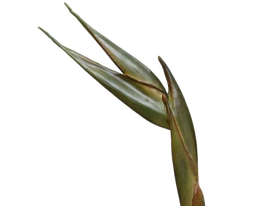 Strelitzia Bird of Paradise | Oiseau de paradis 82cm