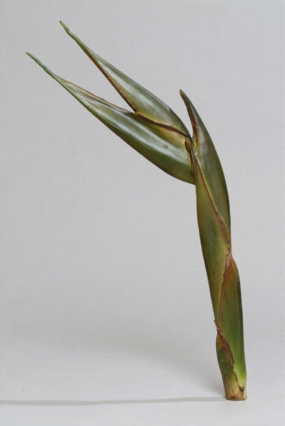 Strelitzia Bird of Paradise | Oiseau de paradis 82cm