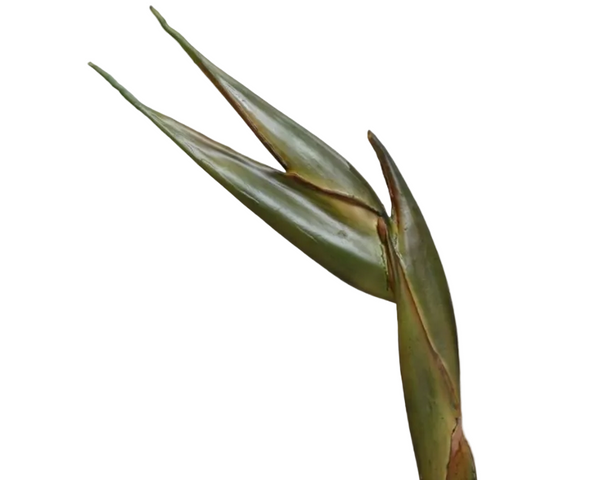 Strelitzia Bird of Paradise | Oiseau de paradis 82cm