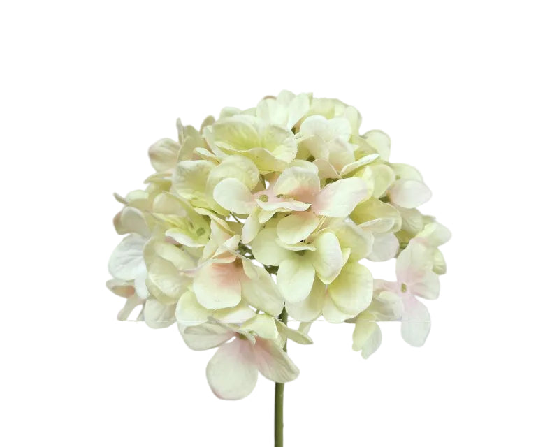 Hydrangea | Hortensia 48cm Cream Green