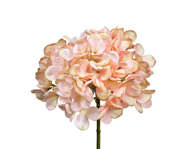 Hydrangea | Hortensia 48cm Pink Green