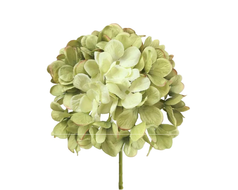 Hydrangea | Hortensia 48cm Green Burgundy