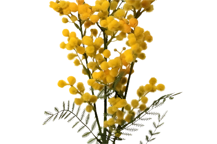 Mimosa 77cm Yellow