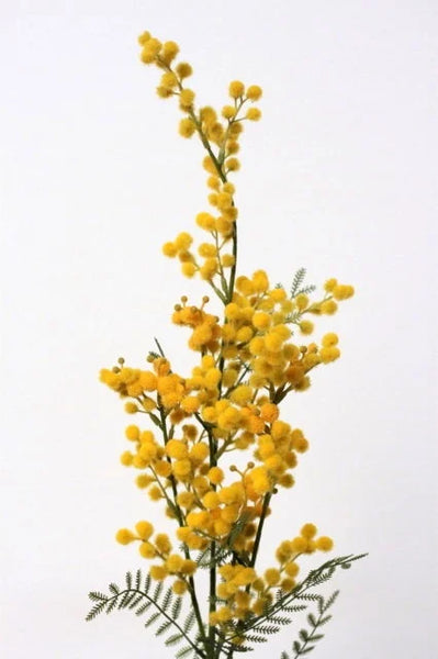 Mimosa 77cm Yellow