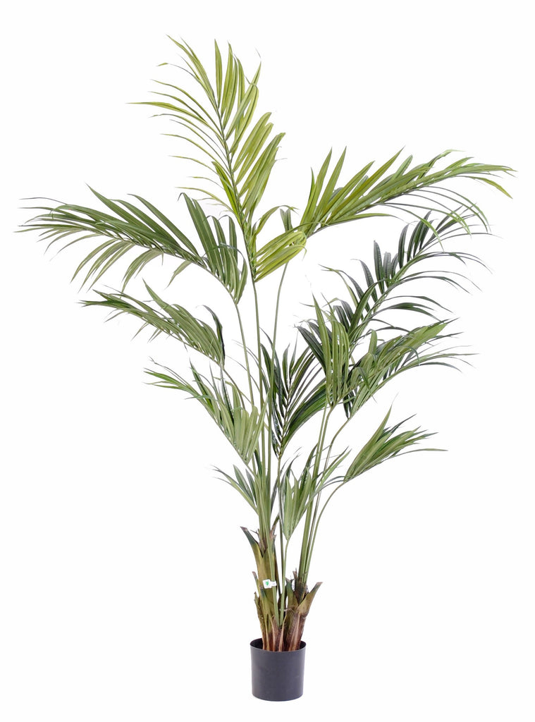 Kentia 220cm
