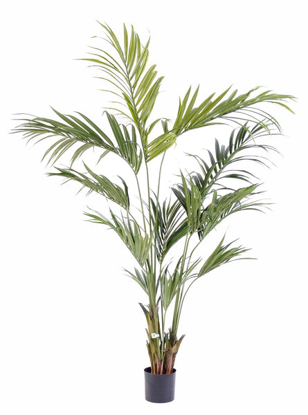 Kentia 220cm