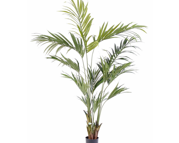 Kentia 220cm