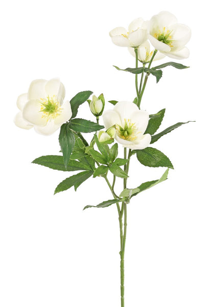 Helleborus 48cm White