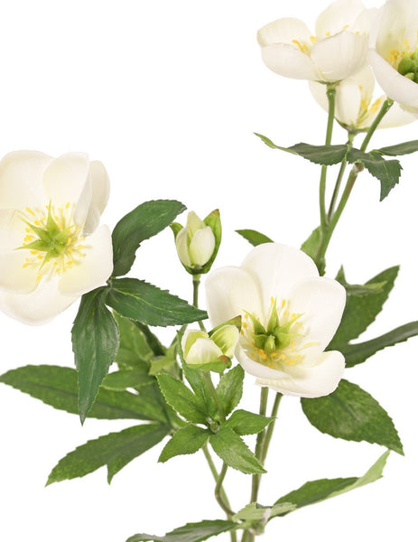 Helleborus 48cm White