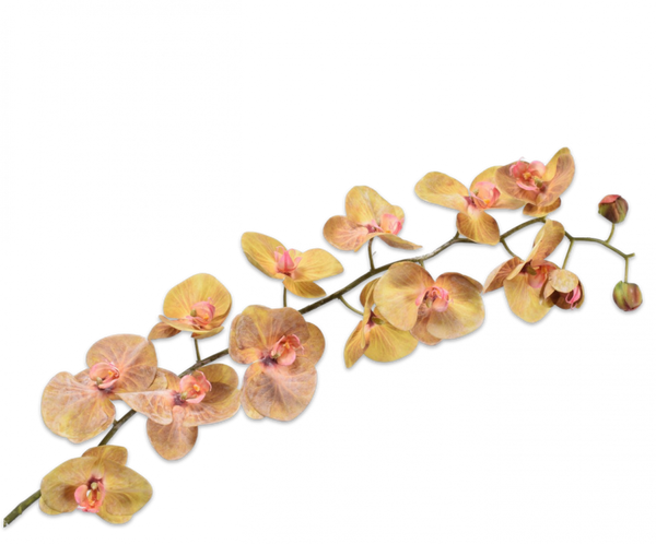 Orchid | Orchidée 130cm Green Pink