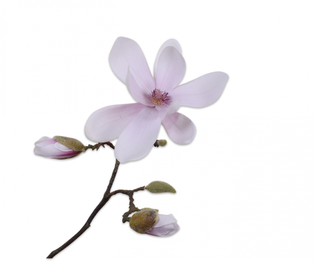 Magnolia 56cm Pink