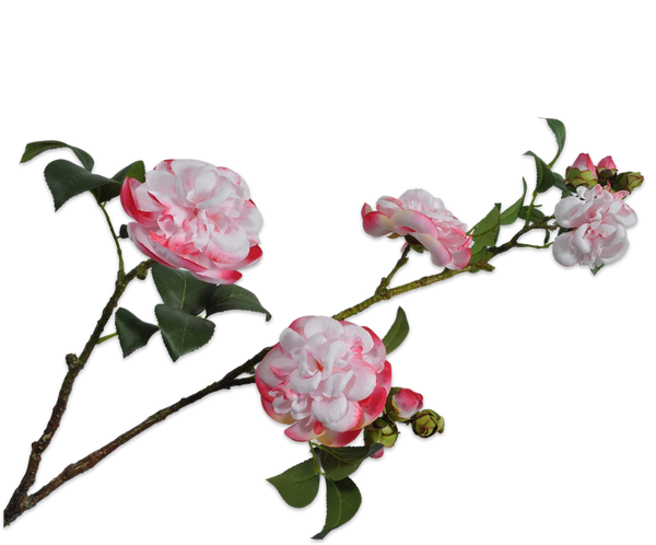 Camellia | Camélia 79cm Cream Pink