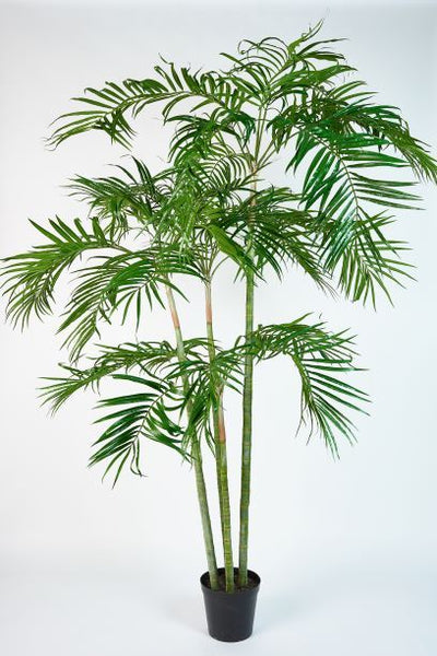 Palm | Palmier 274cm