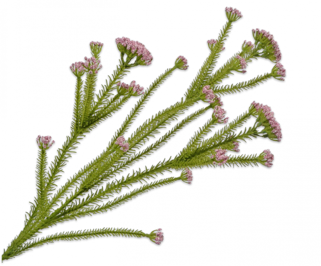 Leucadendron Tortum Female 85cm Pink